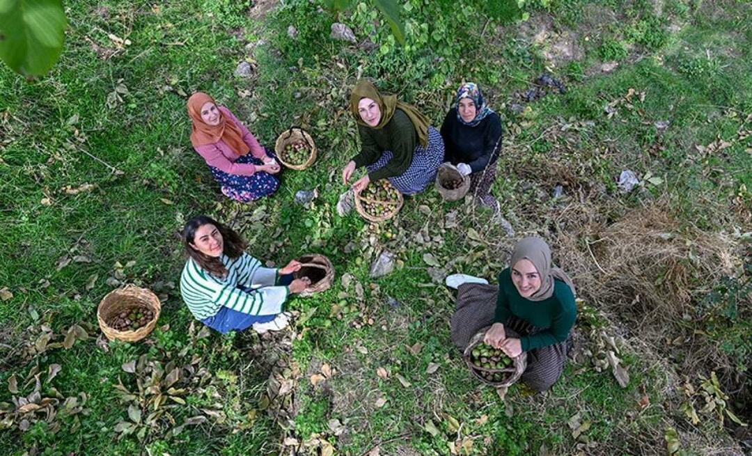 Γυναίκες από το Βαν μοιράζουν καρύδια στην Τουρκία με την επωνυμία 