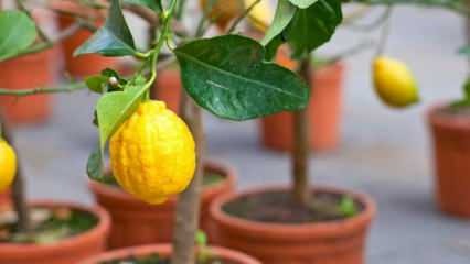 Πώς να καλλιεργήσετε λεμόνια σε γλάστρες στο σπίτι; Συμβουλές για την καλλιέργεια και τη διατήρηση των λεμονιών