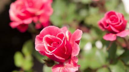 Πώς να μεγαλώσετε τριαντάφυλλα σε γλάστρες; Συμβουλές για την καλλιέργεια τριαντάφυλλων στο σπίτι ...
