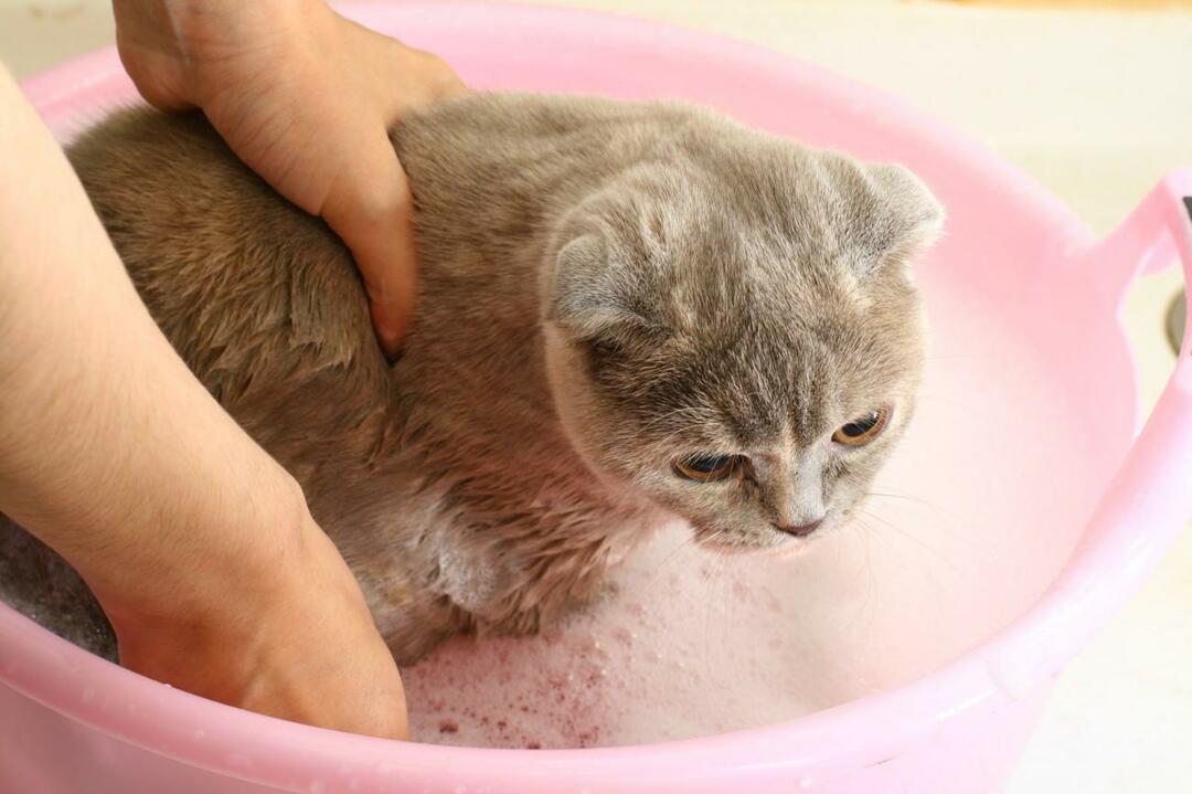 πώς να πλένετε τις γάτες