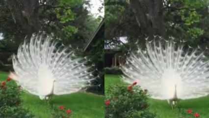 Το σπάνιο λευκό Peacock μαγεμένο από την ομορφιά του!