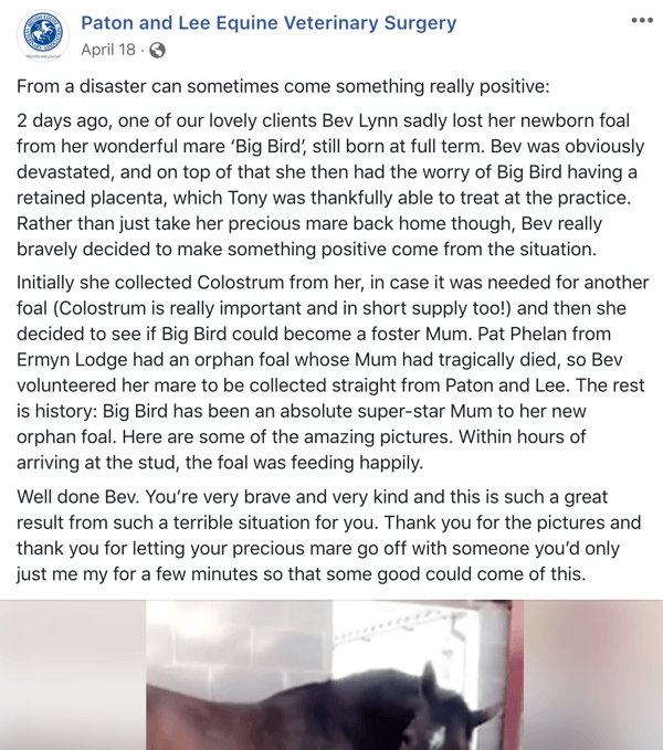 Παράδειγμα ανάρτησης στο Facebook με μια ιστορία από τους Paton και Lee Equine Veterinary Surger.