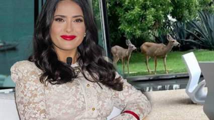 Η σταρ του Χόλιγουντ Salma Hayek μοιράστηκε τα ελάφια που μπήκαν στον κήπο της στα μέσα κοινωνικής δικτύωσης!