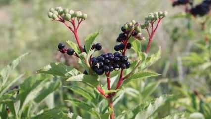 Ποια είναι τα οφέλη του ηλικιωμένου; Πώς να φτιάξετε τσάι elderberry; Τι κάνει το σιρόπι elderberry;