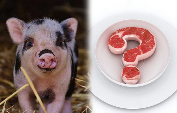 Απαγορεύεται η κατανάλωση χοιρινού κρέατος;