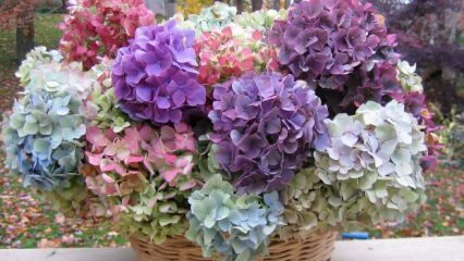 Πώς να χρωματίσετε λουλούδια ορτανσίας;