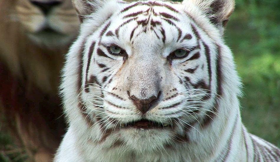 Η λευκή τίγρη στο ζωολογικό κήπο απλώνει τον κίνδυνο