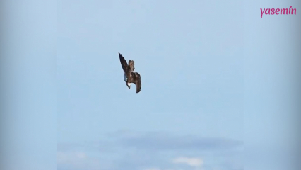 Η καταπληκτική ικανότητα κυνηγιού του Fish Eagle!
