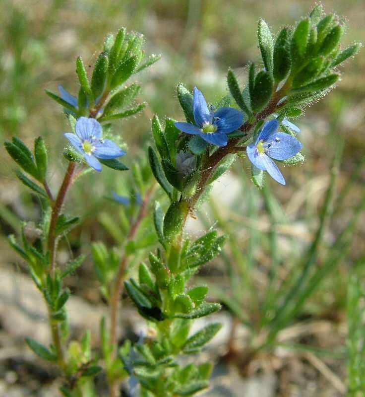 Το speedwell ωφελεί τις παθήσεις του στομάχου