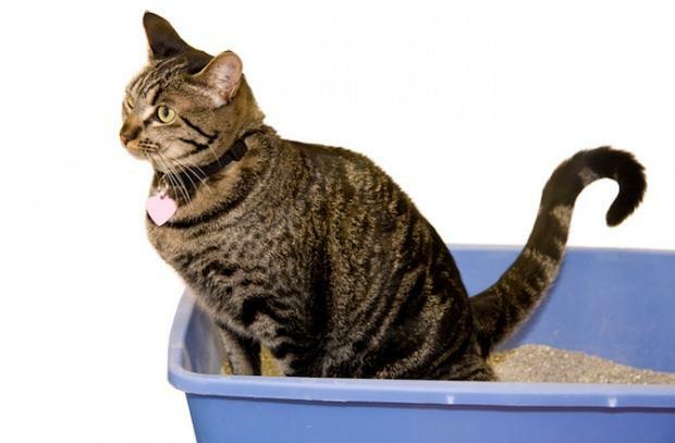 Πώς να εκπαιδεύσετε τις γάτες στην τουαλέτα