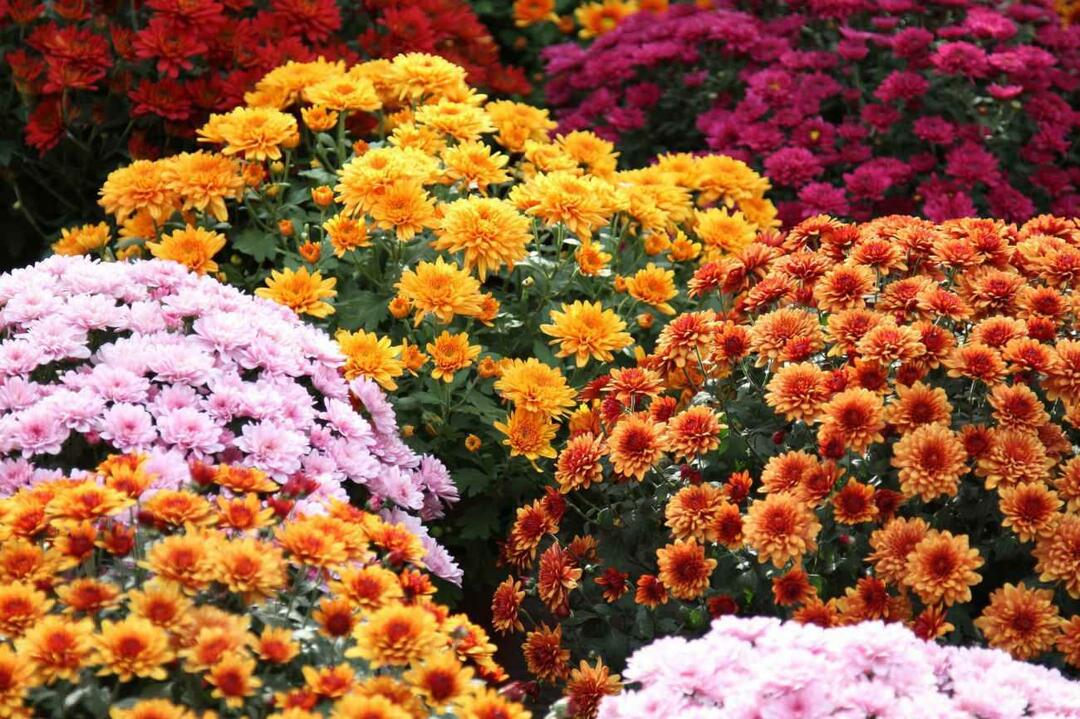 Ποια είναι τα λουλούδια του Νοεμβρίου; Η χρήση των λουλουδιών στη φθινοπωρινή διακόσμηση σπιτιού