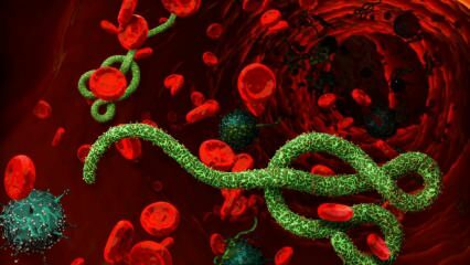 Τι είναι ο ιός Ebola; Πώς μεταδίδεται ο ιός Ebola; Ποια είναι τα συμπτώματα του ιού Ebola; 