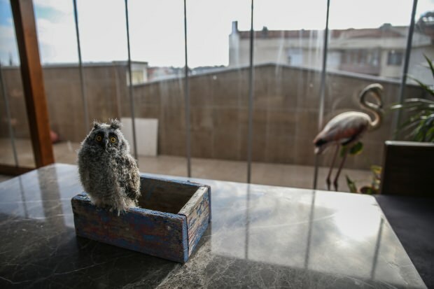 Ένας φωτογράφος από την Μπούρσα τροφοδοτεί το φλαμίνγκο στο σπίτι του!