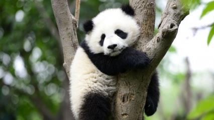 Το μικρότερο panda στον κόσμο γεννήθηκε στην Κίνα