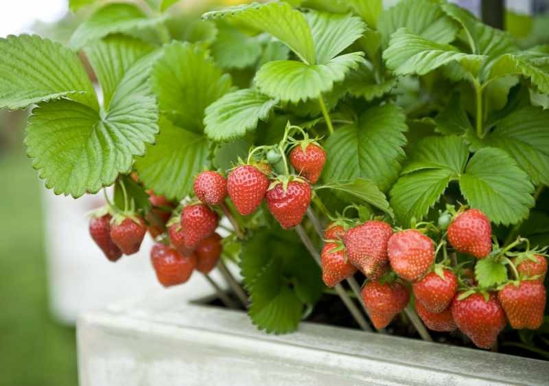Πώς να καλλιεργήσετε φράουλες σε μια κατσαρόλα; Η πιο πρακτική μέθοδος καλλιέργειας φραουλών