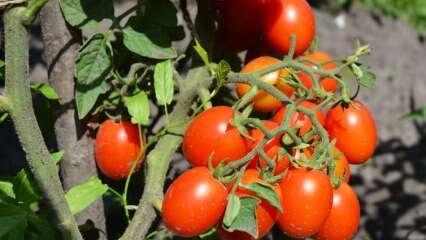 Πώς να καλλιεργήσετε ντομάτες σε μια κατσαρόλα; Η ευκολότερη καλλιέργεια ντομάτας