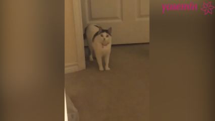 Η γάτα που αντιδρά στους επισκέπτες που έρχονται στο σπίτι!