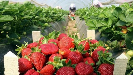 Ποια είναι τα συμπτώματα της αλλεργίας των φραουλών; Υπάρχει κάποιο όφελος για τη φράουλα;
