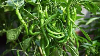 Πώς να καλλιεργήσετε πράσινες πιπεριές σε γλάστρες; Συμβουλές για την καλλιέργεια πιπεριών στο σπίτι