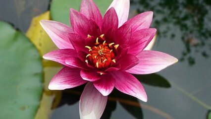 Πώς να φροντίσετε το Lotus (λουλούδι) λουλούδι στο σπίτι;