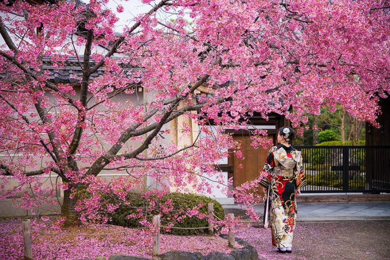 Τι σημαίνει η Sakura; Άγνωστες ιδιότητες του λουλουδιού sakura