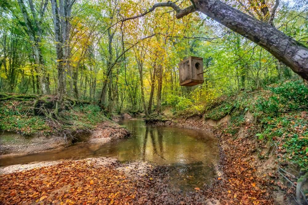 Δασικό Πάρκο Igneada Longoz