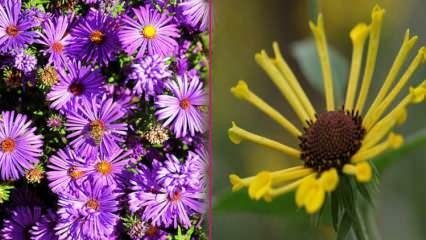 Τι λουλούδια να φυτέψετε το φθινόπωρο; 5 φυτά που μπορείτε να φυτέψετε το φθινόπωρο