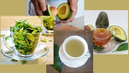 Ποια είναι τα οφέλη του τσαγιού με φύλλα αβοκάντο; Πώς να φτιάξετε τσάι με φύλλα αβοκάντο;