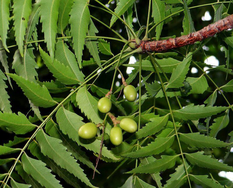 Το δέντρο neem χρησιμοποιείται στην εναλλακτική ιατρική από την αρχαιότητα
