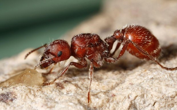 φωτιά μυρμήγκι
