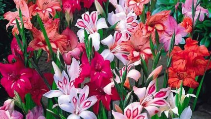 Πώς να πάρετε ένα λουλούδι του gladiolus;