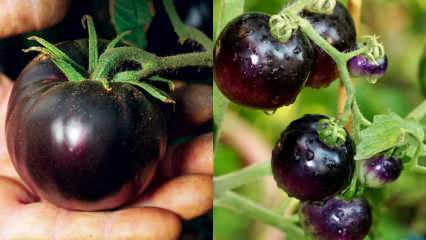 Εχθρός του καρκίνου: Τι είναι μια μαύρη ντομάτα; Ποια είναι τα οφέλη των μαύρων ντοματών;