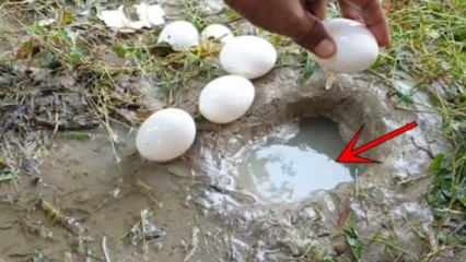 Το φαινόμενο του YouTube έπιασε ψάρια σπάζοντας τα αυγά στο νερό! Εδώ είναι το εκπληκτικό αποτέλεσμα ...