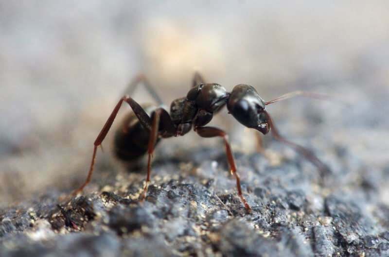 Αποτελεσματική μέθοδος απομάκρυνσης μυρμηγκιών στο σπίτι! Πώς μπορούν να καταστρέφονται τα μυρμήγκια χωρίς να σκοτώνουν;
