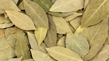 Ποια είναι τα οφέλη των φύλλων δάφνης; Τι κάνει το τσάι από φύλλα δάφνης; Μείγμα κόλπου και λεμονιού