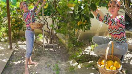 Η τραγουδίστρια Tuğba Özerk πήρε λεμόνια από το δέντρο στον δικό της κήπο!
