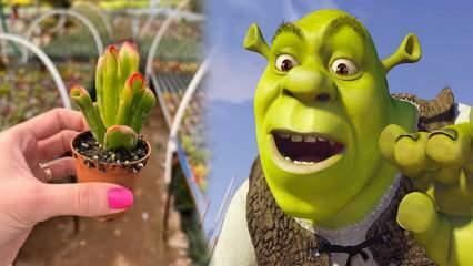 Πώς να καλλιεργήσετε το φυτό αυτιού Shrek; Ανθίζει το φυτό του αυτιού Σρεκ; Φροντίδα αυτιών Shrek