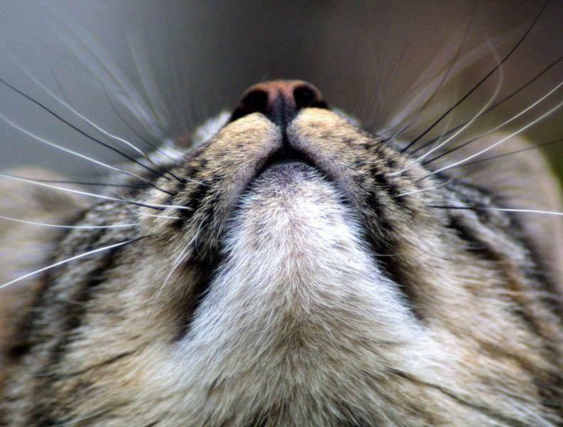 Γιατί μαυρίζουν τα μουστάκια της γάτας;