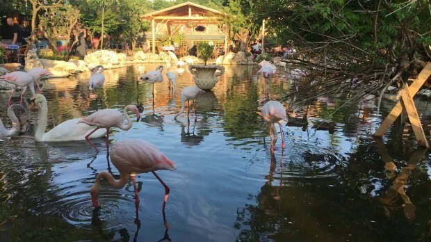 Πώς να φτάσετε στο Flamingoköy;