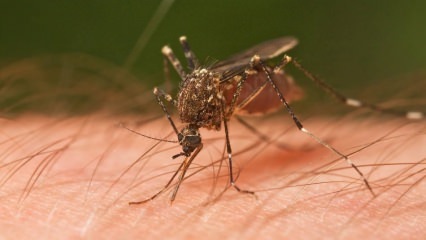 Τι είδους τσιμπήματα εντόμων συμβαίνει; Σημάδια δαγκωμάτων εντόμων! Φυσική μέθοδος για το δάγκωμα των κουνουπιών
