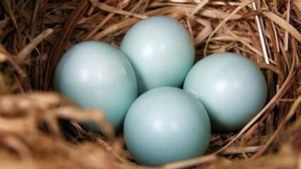 Ποια είναι τα οφέλη του μπλε πράσινου αυγού;