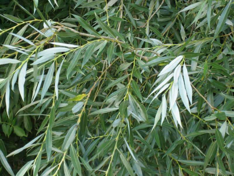 Τα φύλλα των λευκών δέντρων ιτιών είναι επίσης φαρμακευτικά