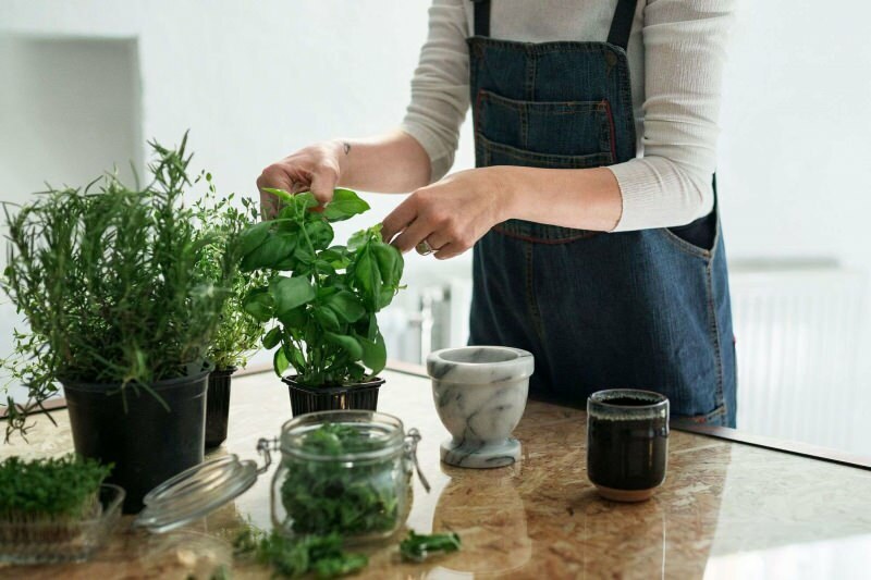 Πώς να μεγαλώσω ένα φυτό στο σπίτι; 5 προτάσεις για όσους θέλουν να καλλιεργούν φυτά στο σπίτι με τα δικά τους μέσα