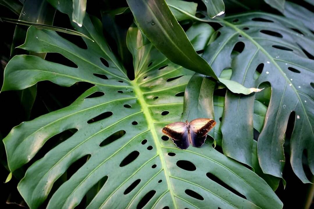 Μεγάλο ενδιαφέρον για το Konya Tropical Butterfly Garden: 3 εκατομμύρια επισκέπτες σε 8 χρόνια
