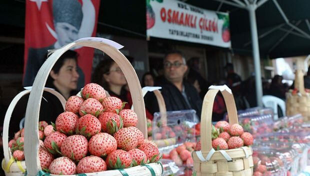 Ereğli Οθωμανικό Φεστιβάλ Πολιτισμού και Τέχνης Φράουλας 