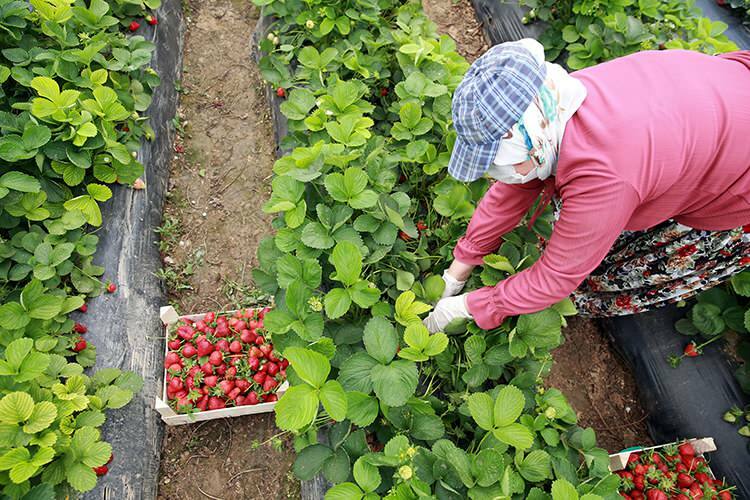 «Εργατικός αγώνας» γυναικών εργαζομένων σε θερμοκήπια φράουλας