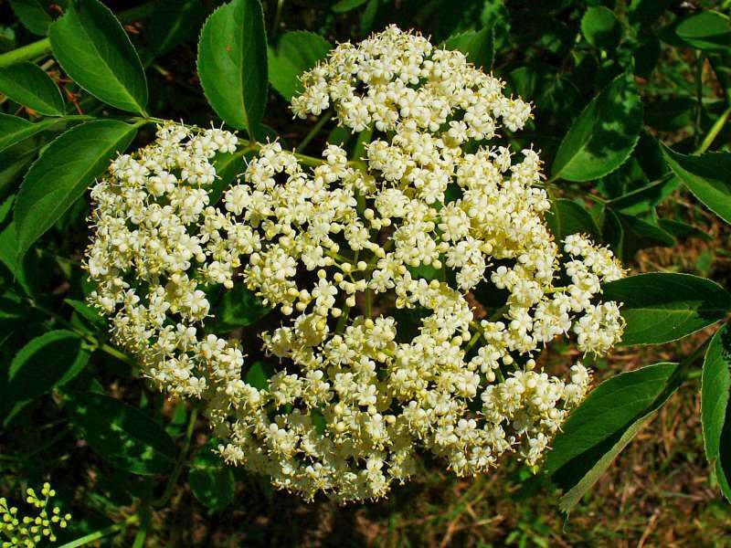 μορφή λουλουδιών από μαύρο elderberry