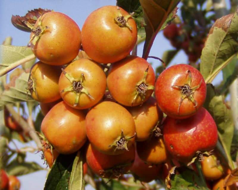 5 άτομα που έτρωγαν τα φρούτα hawthorn με τους σπόρους τους νοσηλεύτηκαν!