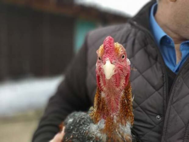 Ένας πολίτης της Μπούρσα έφερε κοτόπουλο από τη Βραζιλία