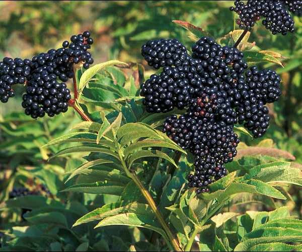 Το μαύρο elderberry μοιάζει με φρούτα όπως η αρώνια